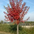 Photo d'érable 'Autumn Blaze' prise par les Pépinières HUCHET