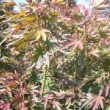 Feuilles d'acer prises au jardin botanique de Bordeaux