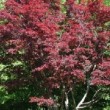 Superbe Acer palmatum 'Atropurpureum' ou érable du Japon pourpre