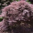 Erable du Japon 'Dissectum Garnet' dans un jardin