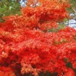 Superbe érable du Japon 'Osakazuki' en automne
