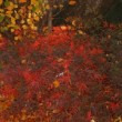 Photo d'érable du Japon 'Red Pygmy' prise par les Pépinières HUCHET