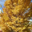 Acer palmatum 'Sango-kaku' dans un jardin en automne