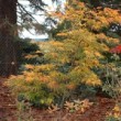 Photo d'érable du Japon 'Scolopendrifolium' prise par les Pépinières HUCHET