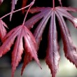 Feuilles pourprées d'Acer palmatum 'Trompenburg' 