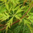  Acer palmatum 'seiryu' est un érable du Japon ou palmé, arbuste au port compact et arrondi. 