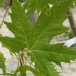 Photo de feuilles d'érable argenté 'Pyramidalis' prise par les Pépinières HUCHET