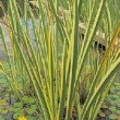 Superbe Acorus calamus 'Variegatus'  au feuillage panaché.