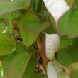 L'Actinidia kolomikta est certainement l'espèce du genre Actinidia la plus décorative pour son feuillage panaché, vert éclatant plus ou moins marbré de rose ou de blanc.