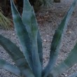 jolie agave américaine sur son lieu de production