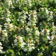 Fleurs blanches du bugle rampant 'alba'