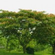 Magnifique Albizia julibrissin 'Ombrella' 