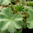 Feuillage de l'Alchemilla erythropoda.