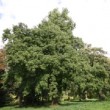 Site de Chèvreloup près de Versailles