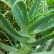 Feuillage d'Aloe arborescens.