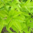 Belles feuilles d'angélique officinale.