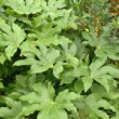 Photo d'aralia sieboldii prise par les Pépinières HUCHET