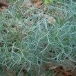 Feuillage bleuté d'Artemisia canescens.