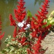 Photo d'astilbe 'Etna' prise par les Pépinières HUCHET