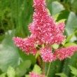  Astilbe arendsii 'Gertrud Brix' en fleur.