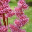 Fleurs d'Astilbe arendsii 'Gertrud Brix'.