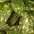 Photo d'aucuba 'Crotonifolia' prise par les Pépinières HUCHET