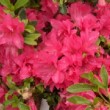 Azalea japonica 'Blaauw's Pink' en fleur