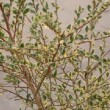 Photo d'azara à petites feuilles panaché prise par les Pépinières HUCHET