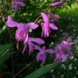 Fleurs de Bletilla striata.