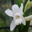 Superbe orchidée, Bletilla striata 'Alba'.