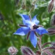 Jardin botanique de Bordeaux en mai