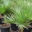  Brahea edulis ou palmier de guadalupe est originaire du mexique, cette belle plante ornmentale peut atteindre 8 à 10 mètres de hauteur 