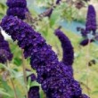 Inflorescence de Buddleja davidii 'Black Knight' 