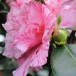 Fleur rose du camélia 'Kick Off'