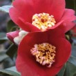 Fleur rouge du camélia 'Kimberley'