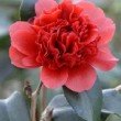 Fleur rouge du camélia 'Takanini'