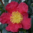 Fleur rouge du camélia 'Yuletide' 