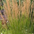 Calamagrostis X acutiflora 'Karl Foerster'