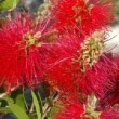 Magnifiques inflorescences d'un rince-bouteille