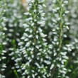 Fleurs blanches de la bruyère 'Alicia'