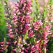 Superbes fleurs de bruyère d'été 'Athene'