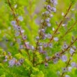 Bruyère d'été 'Boskoop' en fleur