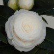 Fleur blanche du camélia 'Alba Plena'