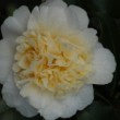 Fleur jaune du camélia 'Brushfield's Yellow'