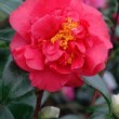 Fleur rouge du camélia 'Crimson Glory' 