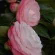 Fleur rose du camélia 'Desire'