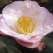 Fleur de Camélia 'Dr Tinsley' au printemps