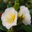 Fleur blanche du camélia 'Gwenneth Morey'
