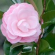 Fleur rose du camélia 'Nuccio's Cameo'