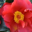 Fleur rouge du camélia 'San Dimas'